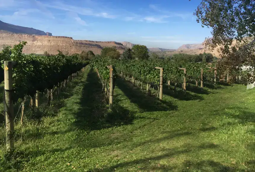 Photo showing Bookcliff Vineyards At The Chocolate Moose