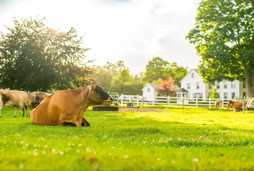 Photo showing Arethusa Farm