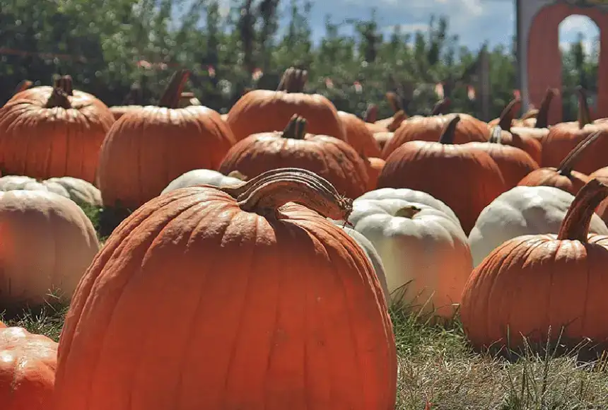 Photo showing Curtis Orchard & Pumpkin Patch