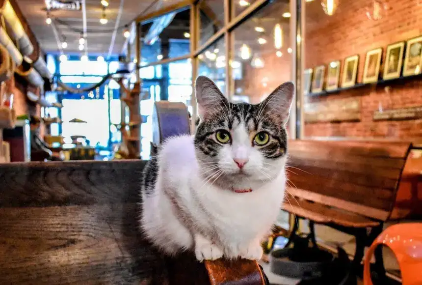 Photo showing River Kitty Cat Cafe