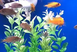 Photo showing Easy Aquariums