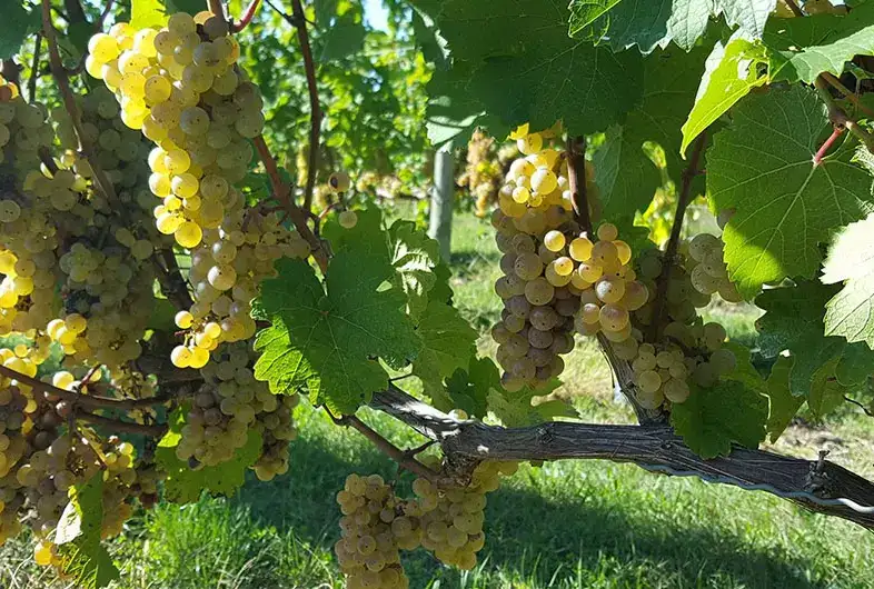 Photo showing White Pine Winery Tasting Room