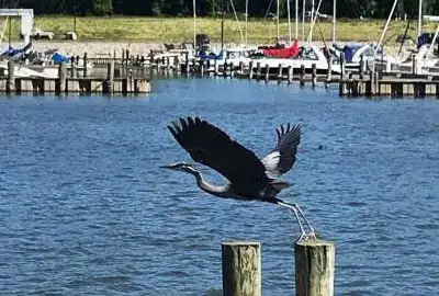 Photo showing Pelican's Nest Restaurant